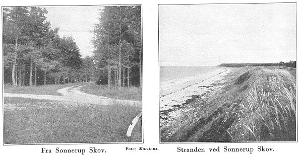Fra Sonnerup Skov. Stranden ved Sonnerup Skov. Foto: Martinus.